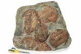 Large Asaphid Trilobite Mortality Plate - Impressive Display #229615-1